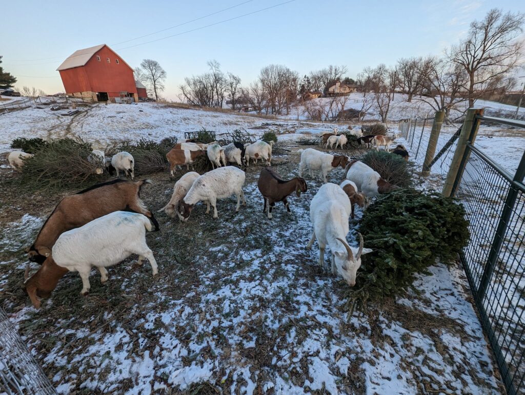 feeding goats at local farm with old xmas trees in ely ia, kj haul away junk removal